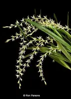 Dendrochilum curranii