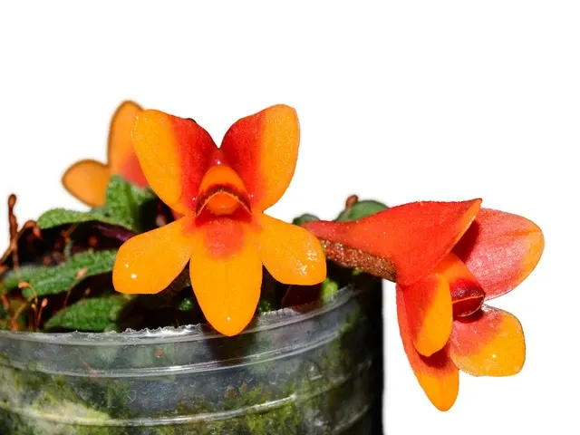 Dendrobium cuthbertsonii 'Pepe' (Dendrobium)