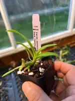 Vanda denisoniana (s)
