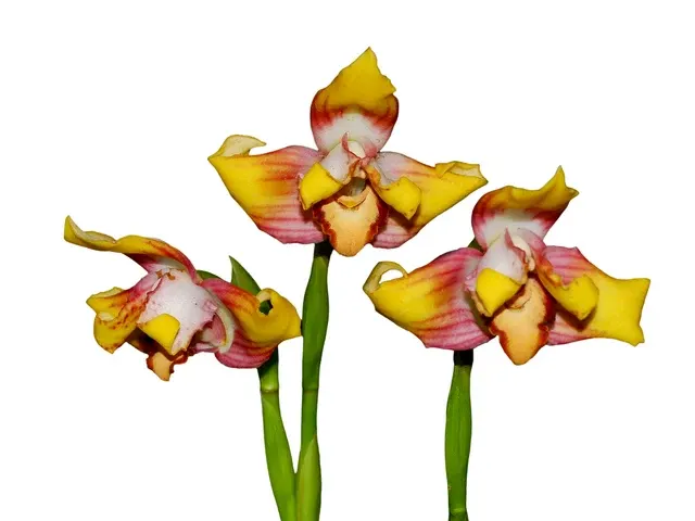 Maxillaria Johann Blatter (Maxillaria)