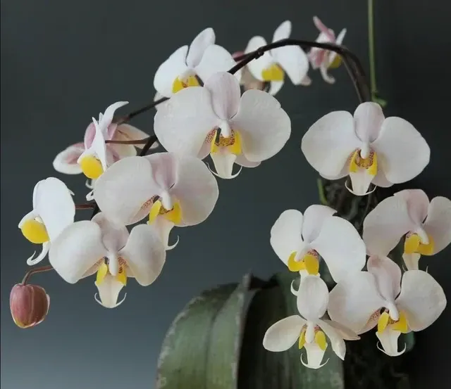 Phalaenopsis philippinensis (Phalaenopsis)