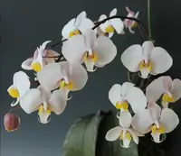 Phalaenopsis philippinensis, epiphytic orchid