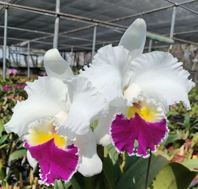 Rhyncholaeliocattleya Chian-Tzy Lass 'Hosai' (Rhyncholaeliocattleya)