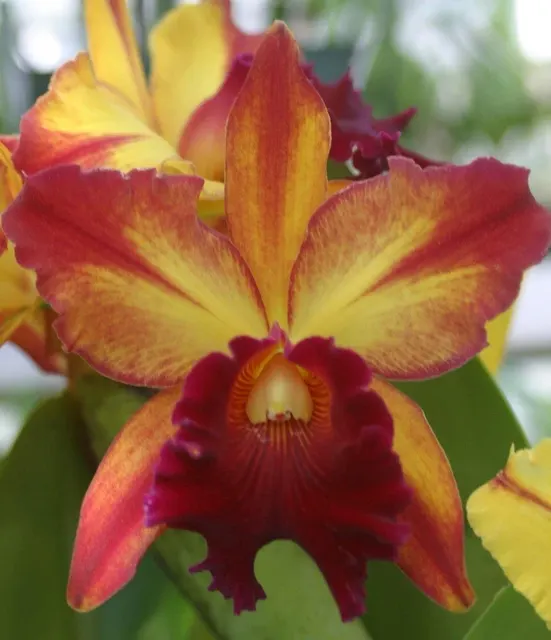 Brassolaeliocattleya Toshie Aoki 'Pizazz' (Brassolaeliocattleya)