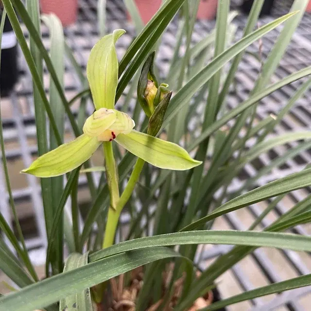 Cymbidium goeringii 'Xiao Tian Long'