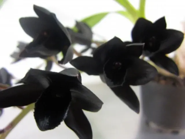 Fredclarkeara After Dark FCC/AOS 'SVO Black Pearl' (Fredclarkeara)