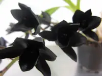 Fredclarkeara After Dark "SVO Black Pearl" FCC/AOS