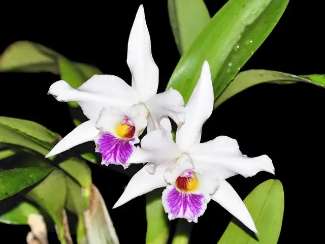 Laelia alaorii x