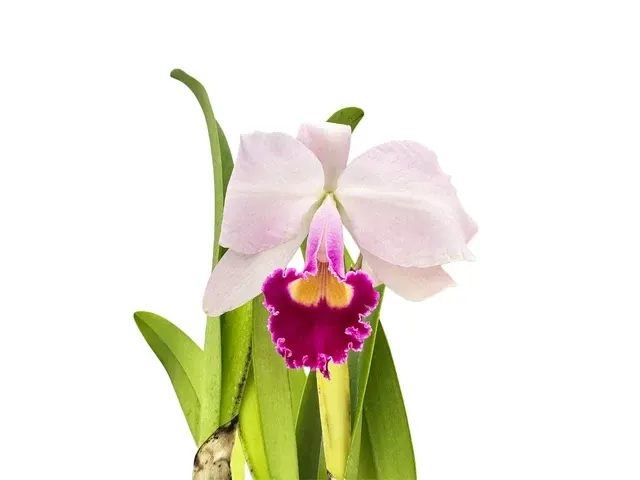 Cattleya trianae splash x dark lip x 'Venezuela'