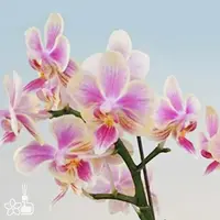 [Rooted][AS-IS] Phal. Ron-E Glamor '3224'小香花3224 [2.5" BS][Aug in stock 26]
