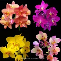 Spathoglottis Assorted (any Color) Orchid Plant - BS