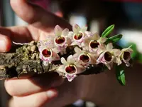 Dendrobium hekouense