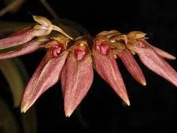 Bulbophyllum weberi (Bulbophyllum)