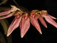 Bulbophyllum weberi ‘Elite’s 1st’