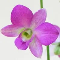 Flower of Sikkim, Dendrobium Orchid (Any Variety, Any Color) - Plant