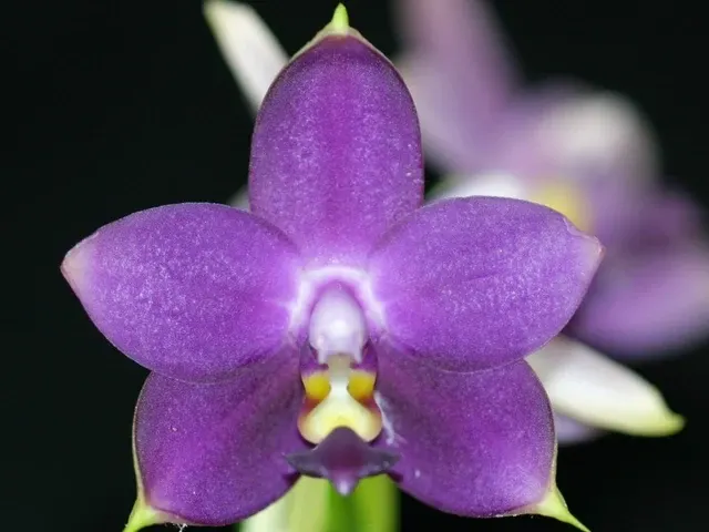 Phalaenopsis violacea coerulea 'Indigo' (Phalaenopsis)