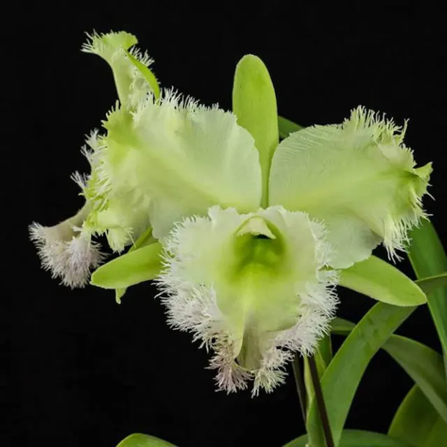 Rhyncholaeliocattleya Golf Green 'Hair Pig' (Rhyncholaeliocattleya)