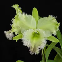 Mature Division Orchid Cattleya Rlc. Golf Green 'Hair Pig' Live PLant