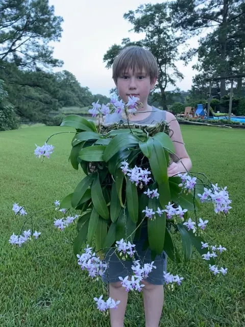 Phalaenopsis equestris var coerulea x sib