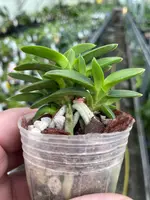 Neofinetia falcata ‘Pungwolsan’