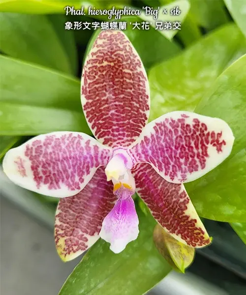 Phalaenopsis hieroglyphica 'Big' (Phalaenopsis)