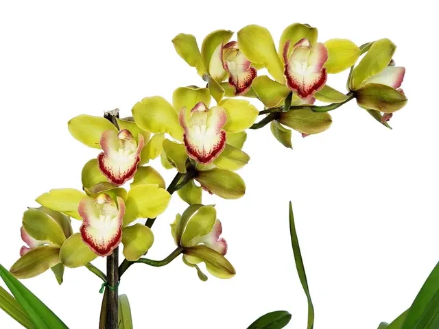 Cymbidium Miretta Glory X Baltic Honey Solano Beach