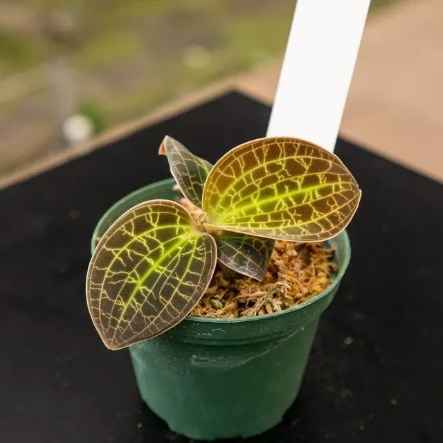 Macodes sanderiana x limii 'Gold Dust'