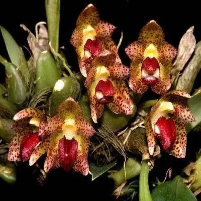 Bulbophyllum leopardinum sp