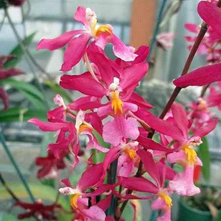 Oncidium Charlesworthii (Oncidium)