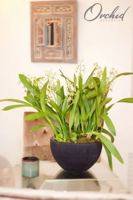 Noid Encyclia (Encyclia)