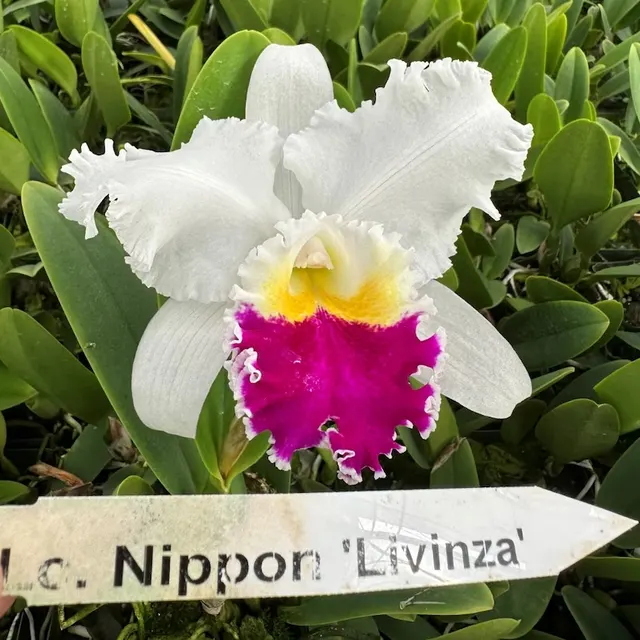 Laeliocattleya Nippon 'Livinza' (Laeliocattleya)
