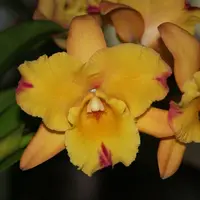 Blc. Momilani Rainbow `Waldor' Cattleya Orchid Plant 5" Pot