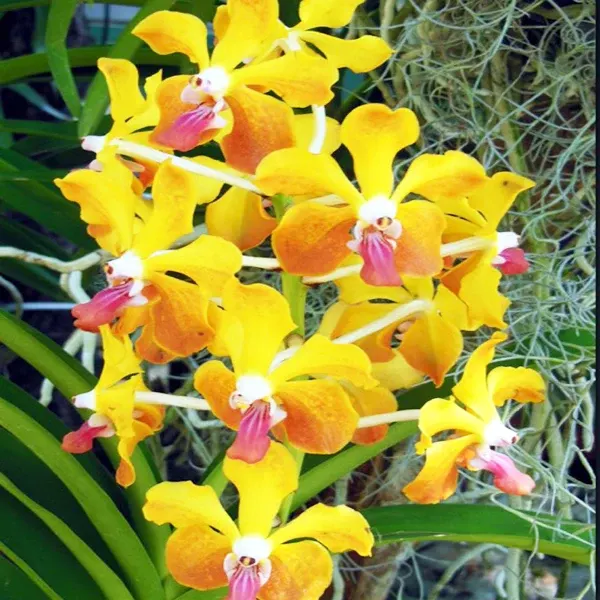 Vanda Lamellata x Mem. Tianchai