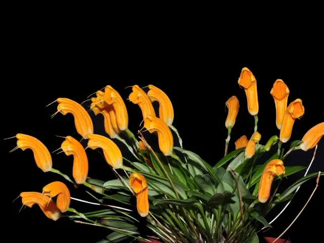 Masdevallia maxilimax (Masdevallia)
