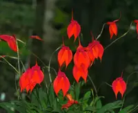 Masdevallia veitchiana