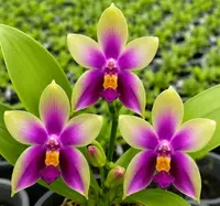Ready to Flower Size Phalaenopsis Bellina ‘Fire Type’