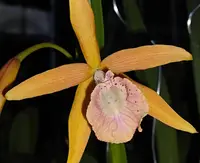 Brassocattleya Golden Glory ‘Apollo’ SM/TOGA