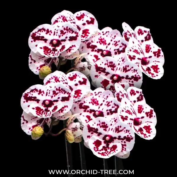 Phalaenopsis Charming Dalmatian (Phalaenopsis)