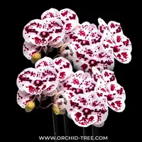 Phalaenopsis Charming Dalmatian Orchid Plant - BS