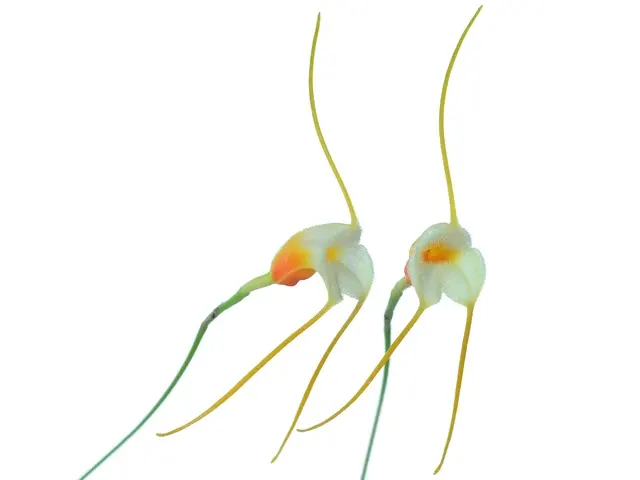 Masdevallia chuspipatae