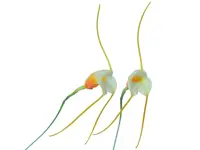 Masdevallia chuspipatae