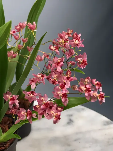 Oncidium Tiny Twinkle 'Red Fantasy' (Oncidium)