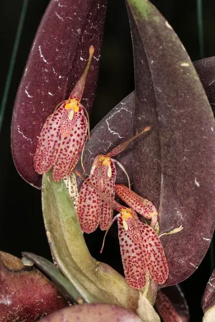 Restrepia echo (Restrepia)