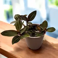 Ludisia discolor (orhideea bijuterie)