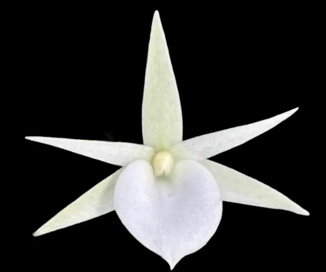 Angraecum didieri × sib