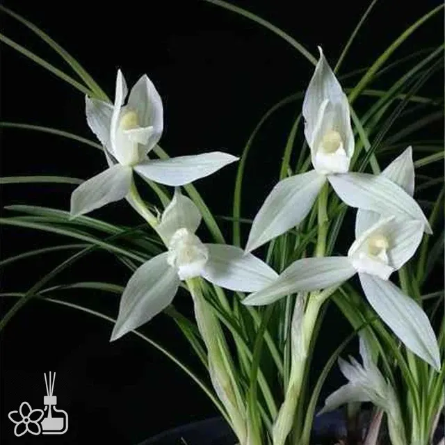 Cymbidium tortisepalum 'BING-MEI-REN'