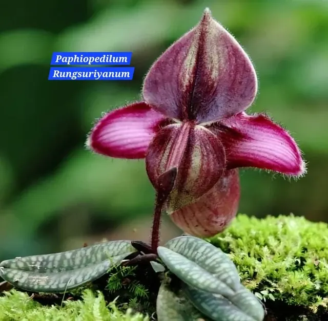 Paphiopedilum rungsuriyanum (Paphiopedilum)