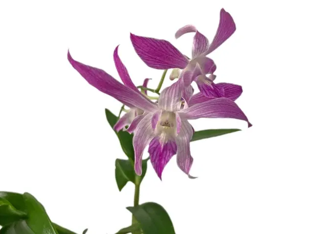Dendrobium Caesar Pink X Dend. Lasianthera #527 'Warawan' (Dendrobium)