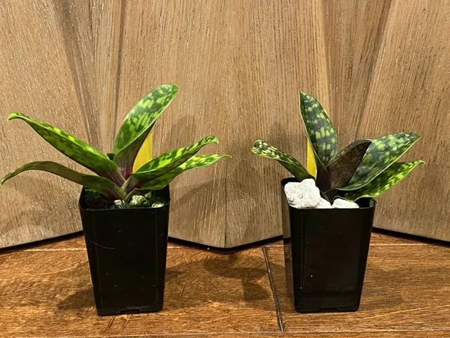 Paphiopedilum Lorraines Pride