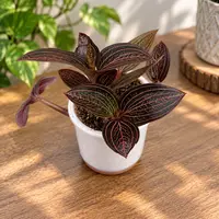 Ludochilus Dominyi × Anoectochilus roxburghii * (Jewel Orchid) - orhideea bijuterie